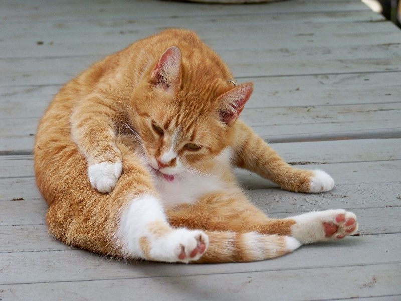 cat grooming cats self groomed themselves grooms differences groom groomers dog pet dogs handling fur exceptions generally wonderful really well