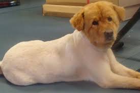 shaved golden retriever