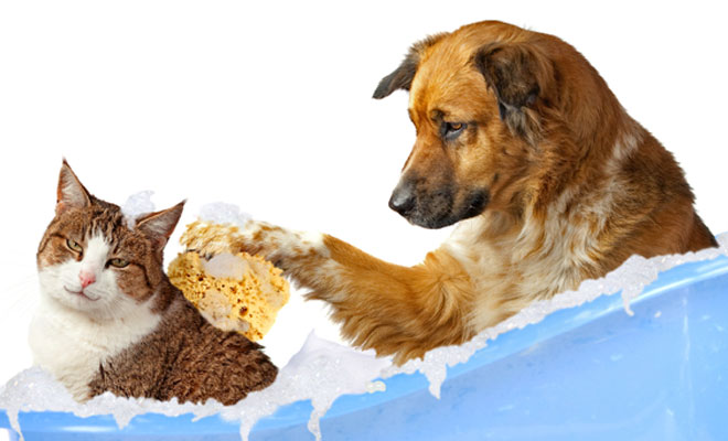 dog & cat grooming