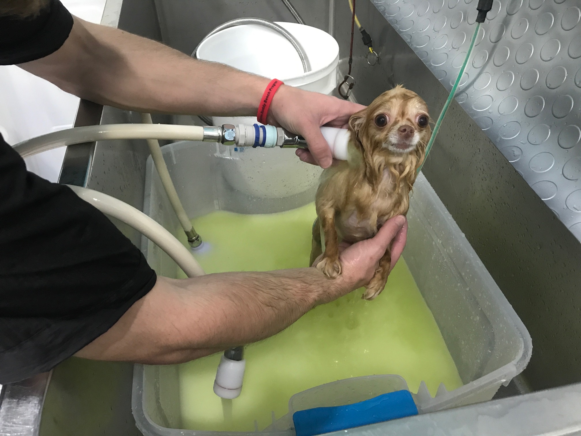 green dog microbubble pet spa